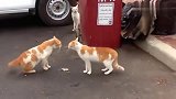 橘猫：这俩家伙为了5块钱引发战争，旁边白猫坐等渔翁之利！
