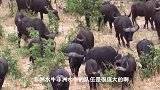 鬣狗vs水牛战斗！攻击鬣狗幼崽的水牛!残忍