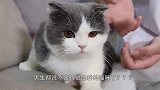 为什么养英短蓝猫的人这么多，英短蓝猫的优缺点有哪些
