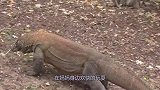 巨蜥攻击小野牛，牛妈妈目睹全过程，结局让人动容
