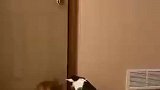 主人带着猫面具，把猫咪们吓得炸毛