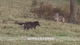 谁说狗怕狼，杜宾犬单挑5头狼，狼群认怂不敢应战！