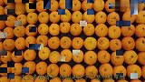 1000个橘子能榨多少橘子汁老外亲测,结局让人意想不到!