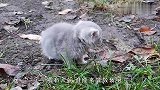 小猫被抛弃后四处流浪，路人看后的做法感动众人，太暖了