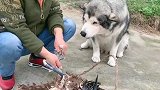 奶奶要给洛洛吃鸽子肉，看洛洛的反应可爱了，都忍住别笑