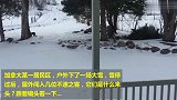 今天是啥日子，下一场大雪，屋外来了一群野猫