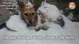 可怜的小狗被遗弃，在零下11度的大雪中幸存下来，真是命不该绝