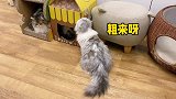 嚣张小猫频频挑衅老实大猫，结果惨遭反杀，慌不择路钻桌缝逃命