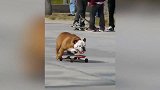 这个小狗不得了啊，滑板玩的炉火纯青，真厉害！