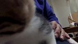 蠢萌蠢萌的小奶猫，打起了瞌睡，下一秒的反应也是没谁了