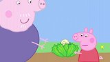 小猪佩奇帮助猪爷爷采摘蔬菜，发现了好多可爱的小生物