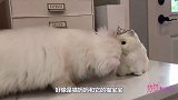 当真猫咪遇上假猫咪，它们会作何反应，你有见过吗
