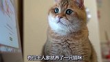 猫咪陪伴主人加班工作，竟然跟看懂了似的，猫咪举动十分滑稽