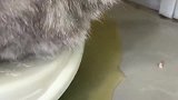 大猫以为自己还是个宝宝，非要用小号的猫厕所，结果可想而知