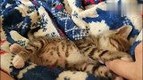 主人跟小猫咪玩耍，猫咪不让碰刚想靠近就让它抓住，太搞笑！