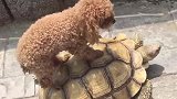 狗子：走累了，就搭上了顺风车！