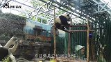 水管意外打到熊猫，大熊猫越想越气跟它死磕，简直不要太搞笑
