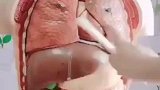 带你了解人体构造及人体内脏的组成和位置。不知道的马一下！