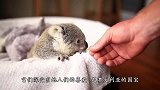 吃个苹果都能吃出满满的沧桑感，考拉：你到底经历了什么