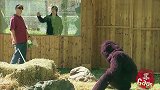 国外恶搞盲人误闯进动物园,跟猩猩零距离接触,把旁人吓坏了