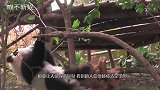 萌翻了！大熊猫企图集体“越狱”，饲养员一脸无奈，挡都挡不住！