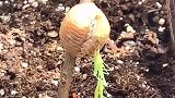 户外和男朋友散步，偶然间发现螳螂的出生过程，真是太神奇了！