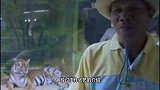 老虎丧子悲痛欲绝，饲养员丢进几只猪崽，意想不到的事情发生了！