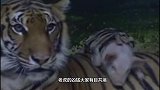 老虎丧子悲痛欲绝，饲养员丢进几只猪崽，意想不到的事情发生了！