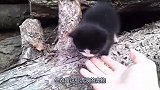 男子偶遇一只流浪猫，猫咪探出脑袋走向男子，男子举动令人感动