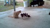 猫咪与小狗宝宝，狗妈妈看到了把狗宝宝叼回了窝！