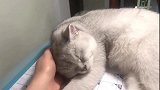 狸花猫：本喵都困成这样了，你还要工作
