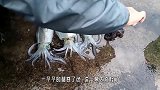 男子抓到一筐墨斗鱼，一剪刀下去瞬间变白，难道被吓白了？