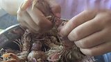 今年终于吃上1次肥虾爬子，感动哭了！