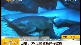 山东DV记录鲨鱼产崽过程