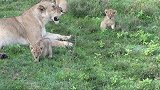 四只淘气的小狮子，在妈妈身边嬉戏不停