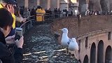 罗马景点特色，这两只鸟太配合了，还知道摆造型