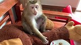 猴子宝宝Nui Nui享受美味的水果，真是人不如猴哇！