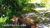 1只鸭3个苦瓜，做一盆苦瓜烧鸭，香气四溢，家人吃得美滋滋
