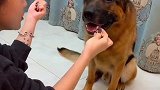 主人让德牧犬捷豹选肉干，不料却被主人套路，看捷豹的反应搞笑了