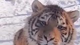 这老虎怎么猫里猫气的