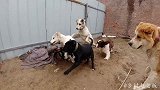 犬舍发生了啥事？斯塔福竟被十几只猛犬围攻，场面一度失控！