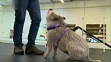 综合-15年-牛人训练小猪欲参加狗狗比赛 上蹿下跳边牧附体-新闻