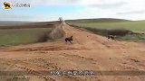 2只猎犬疯狂追野兔，本打算大显身手，怎料竟遇见了野兔中的高手