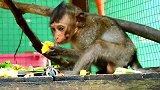 实拍：猴子忧伤的洛瑞