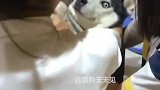 狗子我感到生无可恋