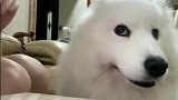 愚蠢的人类，雕虫小技还想吓我