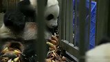 大熊猫：把竹笋给本大佬交出来！不然你给我等着