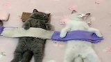 猫咪：三只喵咪排排睡觉，像极了幼儿园小朋友午睡现场