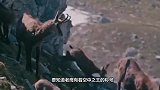 花豹悬崖捕食岩羊，山羊被紧紧抓住后腿，结局却大反转
