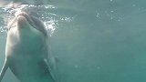 从没想过我的自由潜老师会是一只海豚！